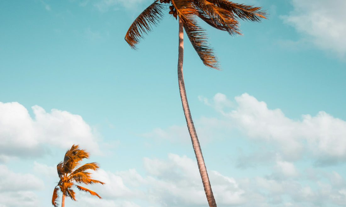 Palm trees on a sunny beach under a blue sky