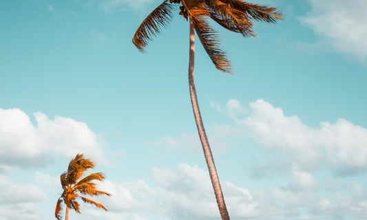 Palm trees on a sunny beach under a blue sky